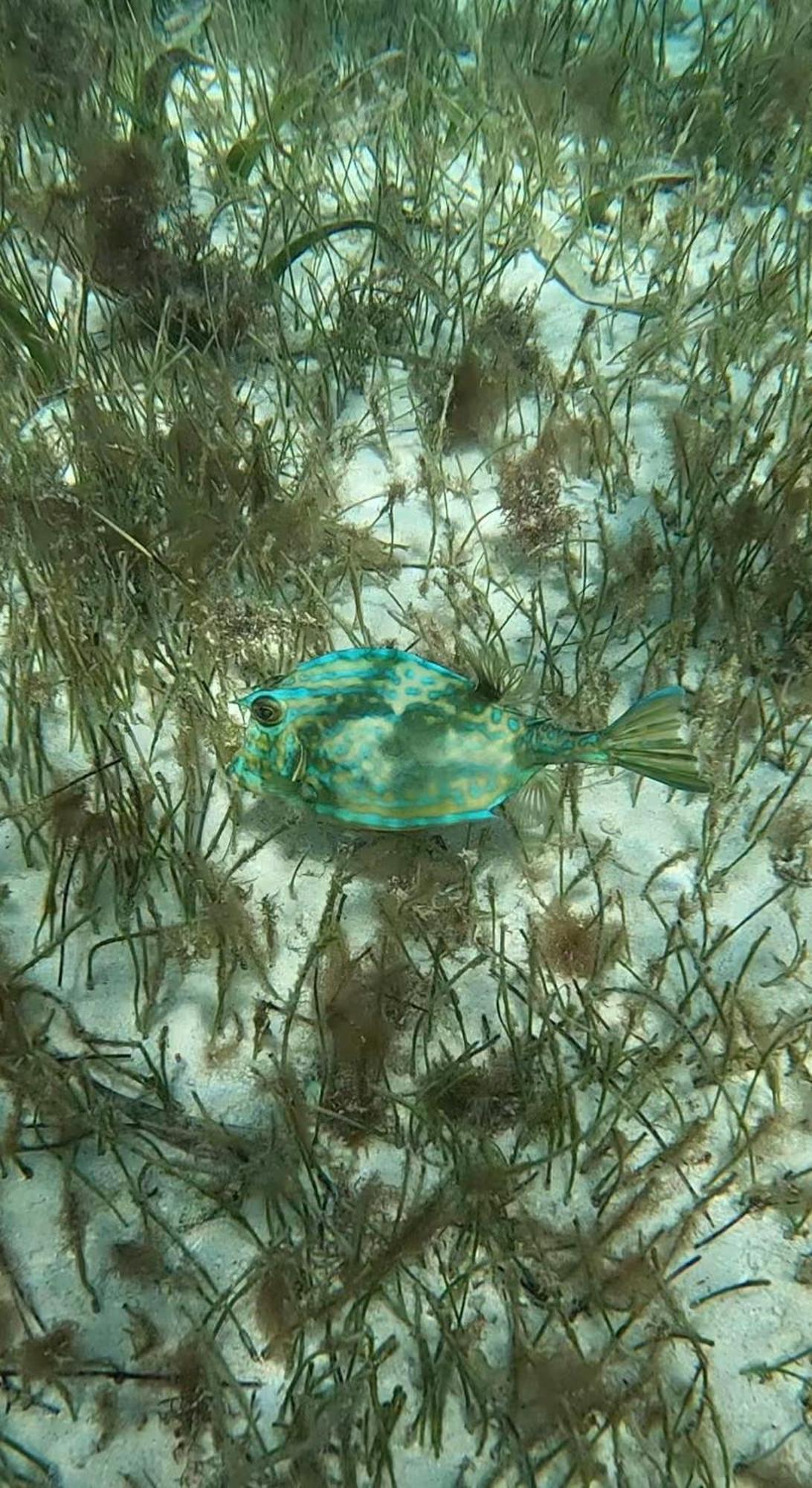 The Coral Casa Villa Caye Caulker Dış mekan fotoğraf