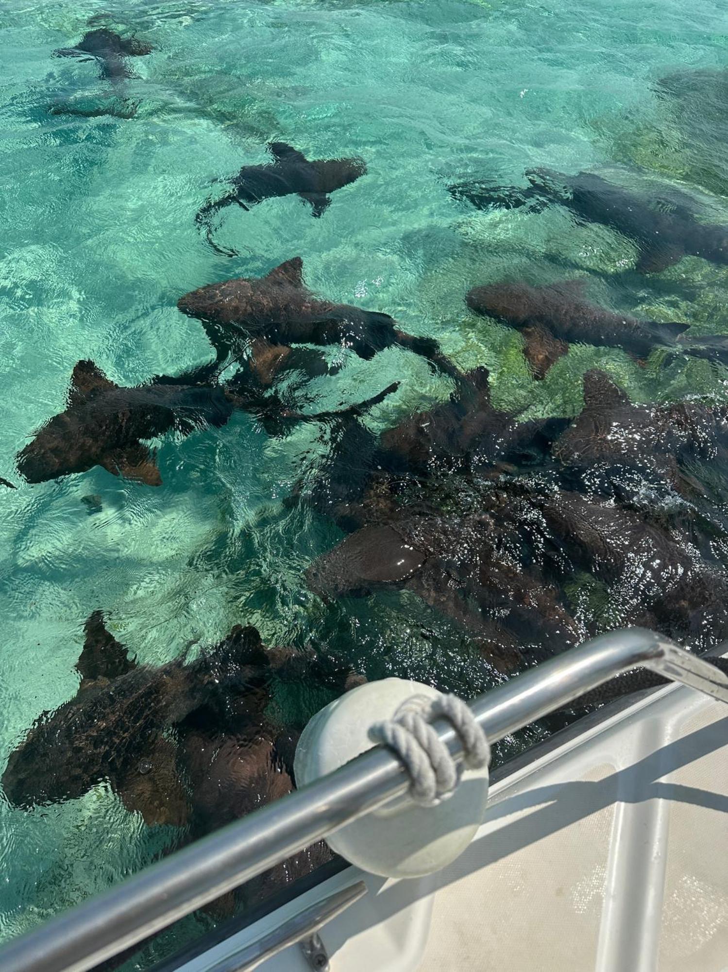 The Coral Casa Villa Caye Caulker Dış mekan fotoğraf