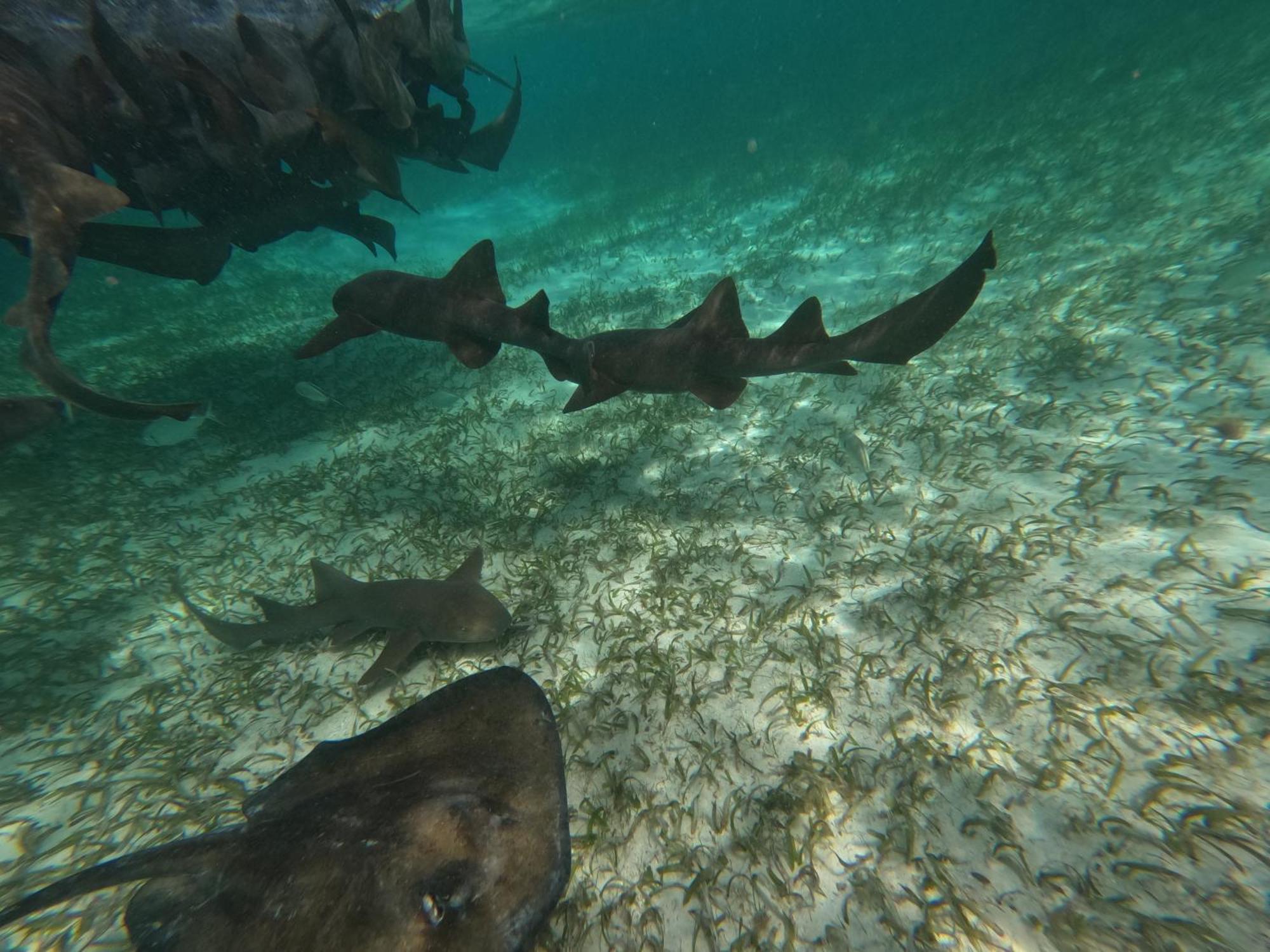 The Coral Casa Villa Caye Caulker Dış mekan fotoğraf